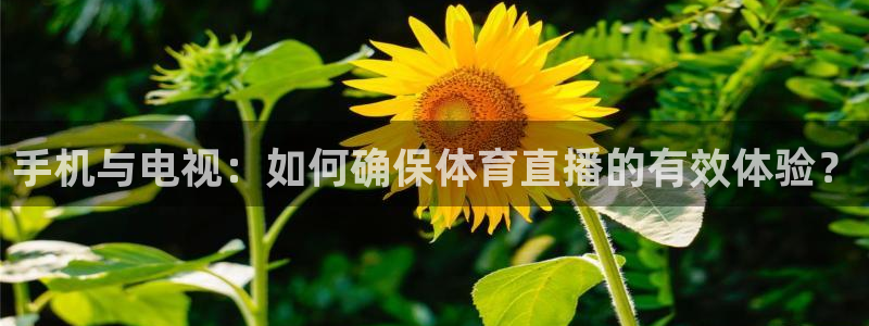 手机与电视：如何确保体育直播的有效体验？